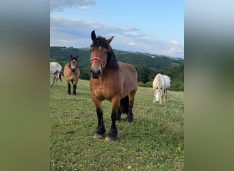Ardenner, Stute, 8 Jahre, 158 cm, Brauner