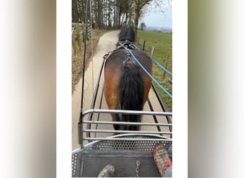 Ardenner, Stute, 8 Jahre, 158 cm, Brauner