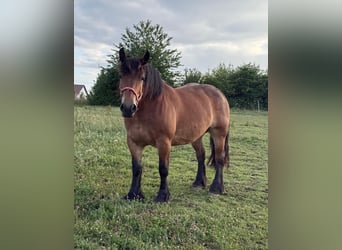 Ardenner, Stute, 8 Jahre, 158 cm, Brauner