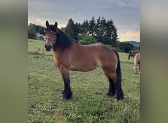 Ardenner, Stute, 8 Jahre, 158 cm, Brauner