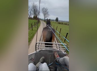 Ardenner, Stute, 8 Jahre, 158 cm, Brauner