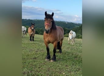 Ardenner, Stute, 8 Jahre, 158 cm, Brauner
