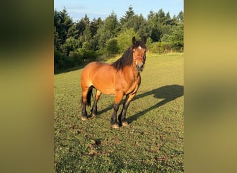 Ardenner, Stute, 8 Jahre, 158 cm, Brauner
