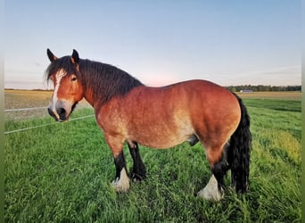 Ardenner, Wallach, 14 Jahre, 167 cm, Brauner