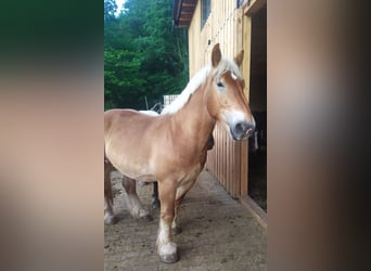 Ardenner, Valack, 3 år, 160 cm, fux