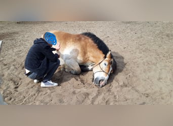 Ardenner, Wallach, 11 Jahre, 160 cm, Hellbrauner