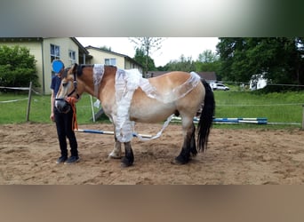 Ardenner, Wallach, 11 Jahre, 160 cm, Hellbrauner