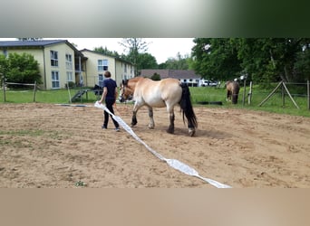 Ardenner, Wallach, 11 Jahre, 160 cm, Hellbrauner