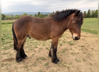 Ardenner, Wallach, 1 Jahr, Brauner