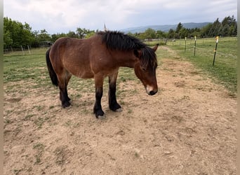 Ardenner, Wallach, 1 Jahr, Brauner