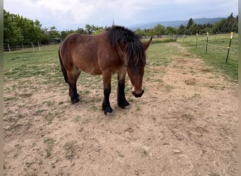 Ardenner, Wallach, 1 Jahr, Brauner