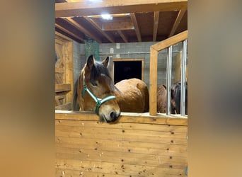 Ardenner, Wallach, 2 Jahre, 160 cm, Brauner