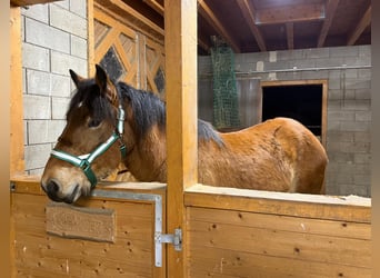 Ardenner, Wallach, 2 Jahre, 160 cm, Brauner