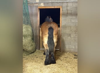 Ardenner, Wallach, 3 Jahre, 160 cm, Brauner