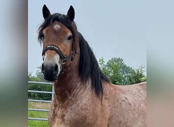 Ardenner, Wallach, 3 Jahre, 160 cm, Brauner