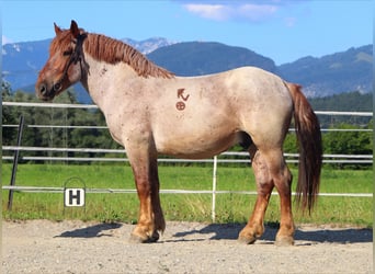 Ardenner, Wallach, 4 Jahre, 158 cm, Roan-Red