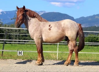 Ardenner, Wallach, 4 Jahre, 158 cm, Roan-Red