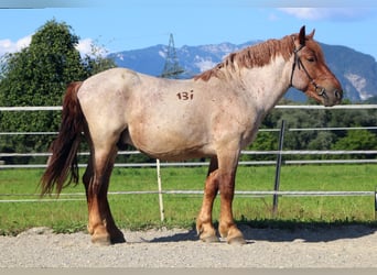 Ardenner, Wallach, 4 Jahre, 158 cm, Roan-Red