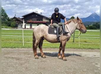 Ardenner, Wallach, 4 Jahre, 158 cm, Roan-Red