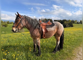 Ardenner, Wallach, 4 Jahre, 170 cm, Blauschimmel