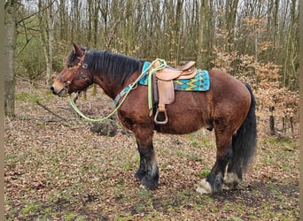 Ardenner, Wallach, 7 Jahre, 170 cm, Brauner