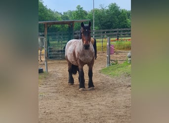 Ardennes, Gelding, 12 years, 17 hh, Gray-Red-Tan