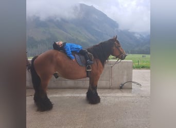 Ardennes, Gelding, 14 years