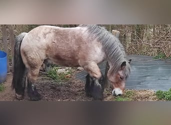 Ardennes, Gelding, 18 years, Brown-Light