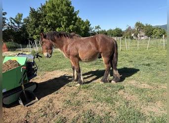 Ardennes, Gelding, 1 year, Brown