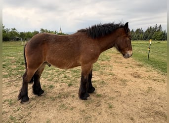 Ardennes, Gelding, 1 year, Brown