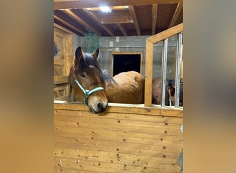 Ardennes, Gelding, 2 years, 15,2 hh, Brown