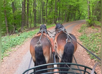 Ardennes, Gelding, 3 years, 15 hh, Brown