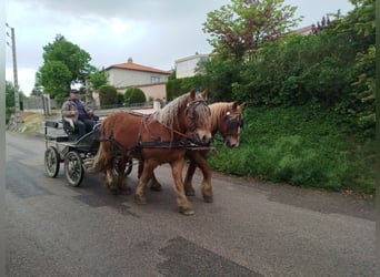 Ardennes, Gelding, 4 years, 15,1 hh, Chestnut-Red