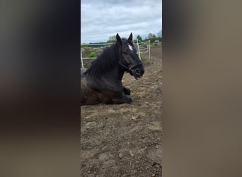 Ardennes Mix, Gelding, 4 years, Black