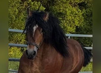 Ardennes, Gelding, 6 years, 15,3 hh, Brown