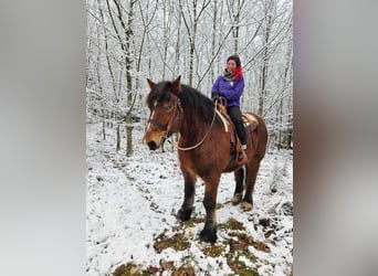 Ardennes, Gelding, 7 years, 16.2 hh, Brown