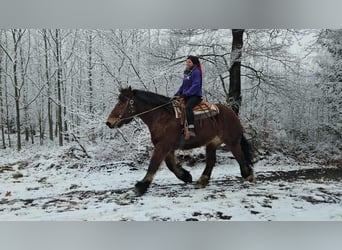 Ardennes, Gelding, 7 years, 16.2 hh, Brown