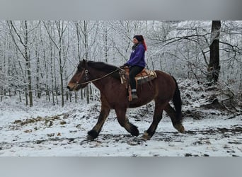Ardennes, Gelding, 7 years, 16.2 hh, Brown
