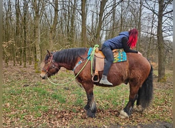 Ardennes, Gelding, 7 years, 16.2 hh, Brown
