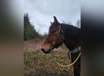 Ardennes, Gelding, 7 years, 16.2 hh, Brown