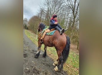 Ardennes, Gelding, 7 years, 16,2 hh, Brown