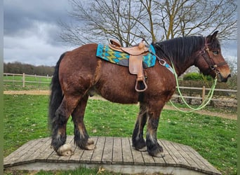 Ardennes, Gelding, 7 years, 16,2 hh, Brown
