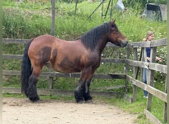 Ardennes, Mare, 11 years, 15.3 hh, Bay-Dark