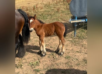 Ardennes, Mare, 13 years, 15.2 hh, Brown