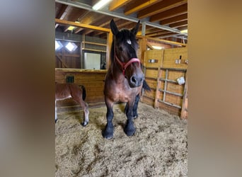 Ardennes, Mare, 13 years, 15.2 hh, Brown