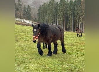 Ardennes, Mare, 13 years, 15,2 hh, Brown