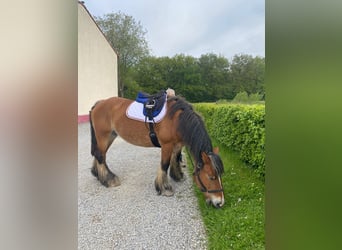 Ardennes, Mare, 13 years, Brown