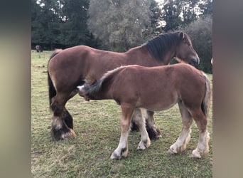 Ardennes, Mare, 13 years, Brown