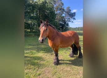 Ardennes, Mare, 15 years, 14.2 hh, Brown