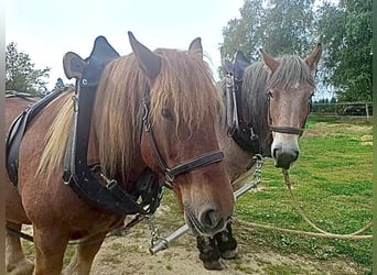 Ardennes, Mare, 16 years, 16 hh